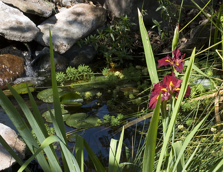 Swamp Iris