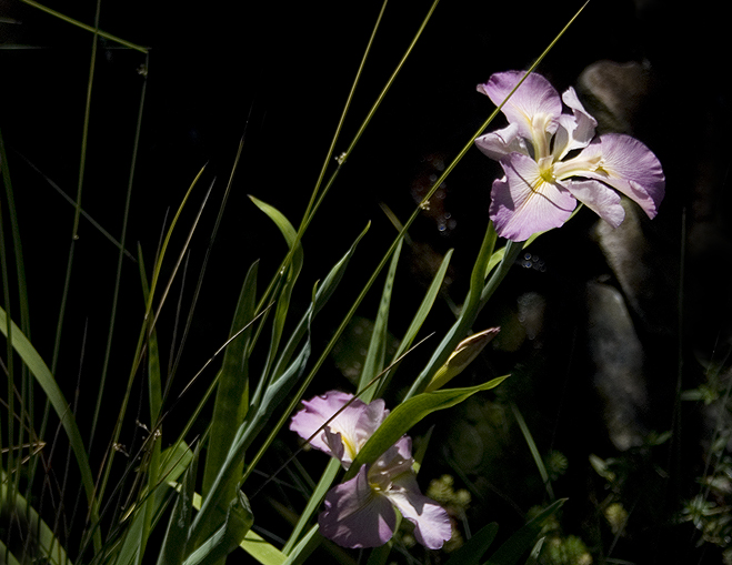 Irises in the backyard