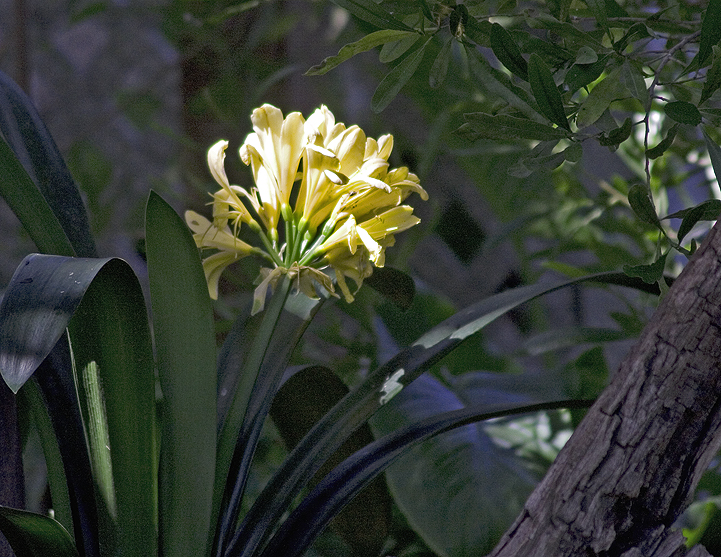 Yellow Clivia miniata