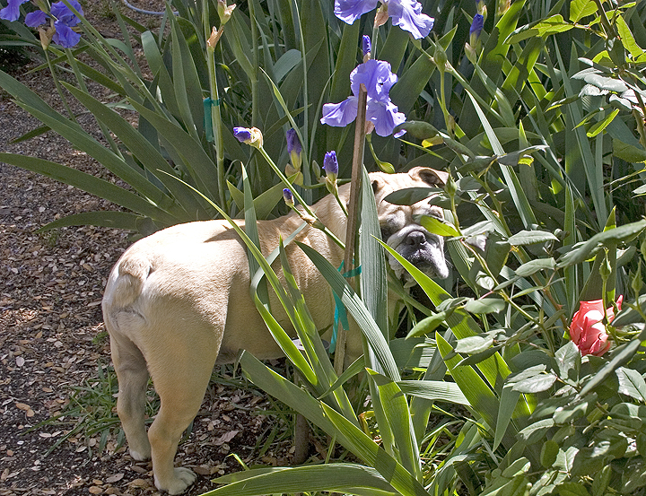 Irises in the backyard