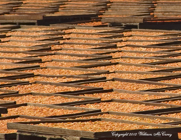 Cut Cots Drying in the Sun