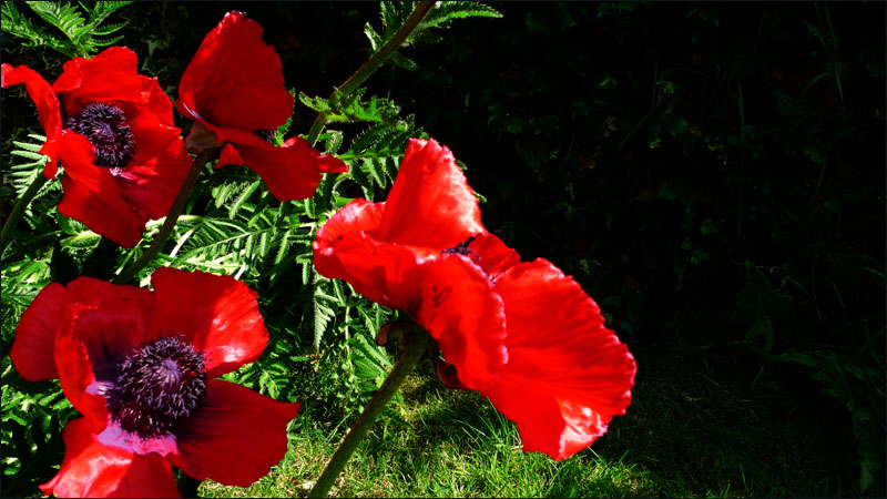 Bridgets Poppies