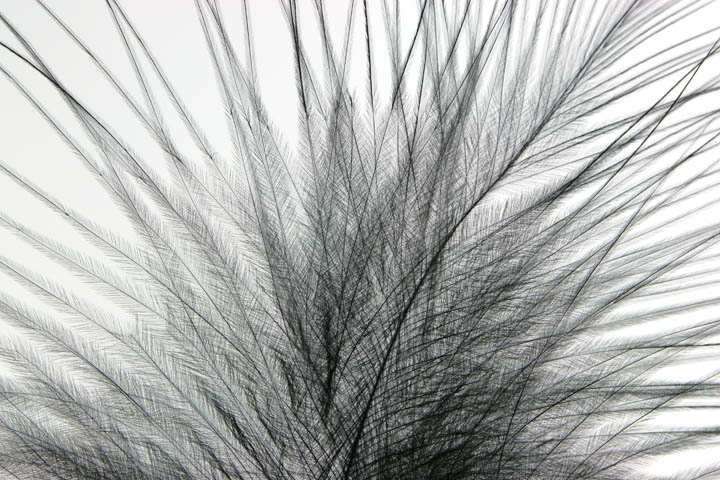 Marabou Feather