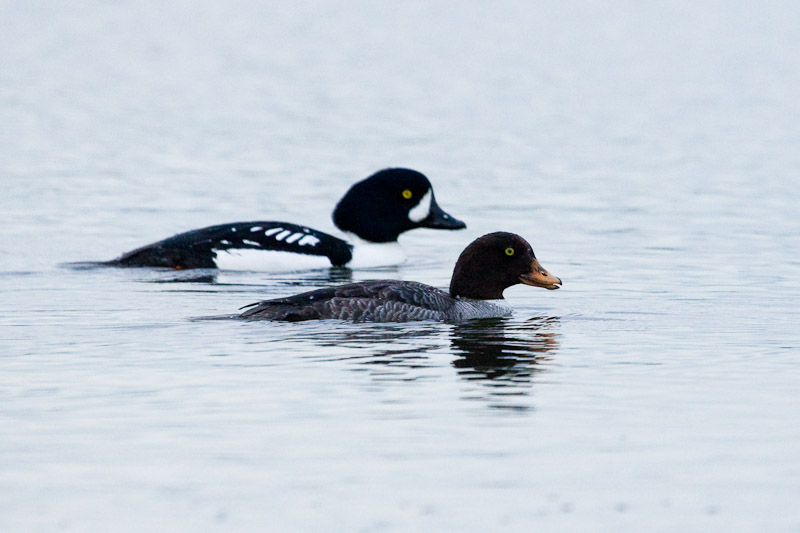 Barrows Goldeneyes