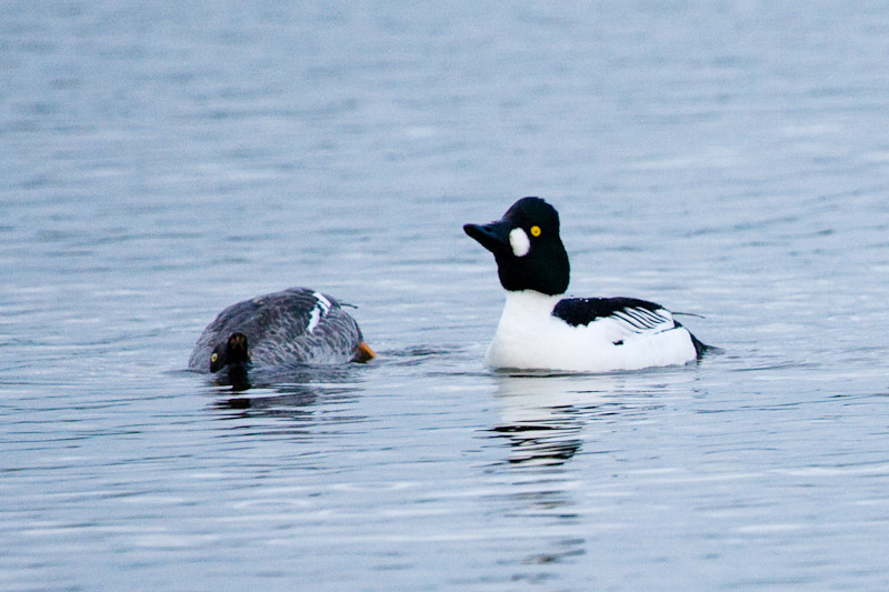 Common Goldeneye, courtship