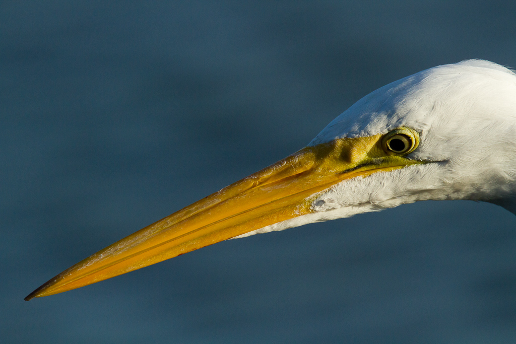 Great Egret