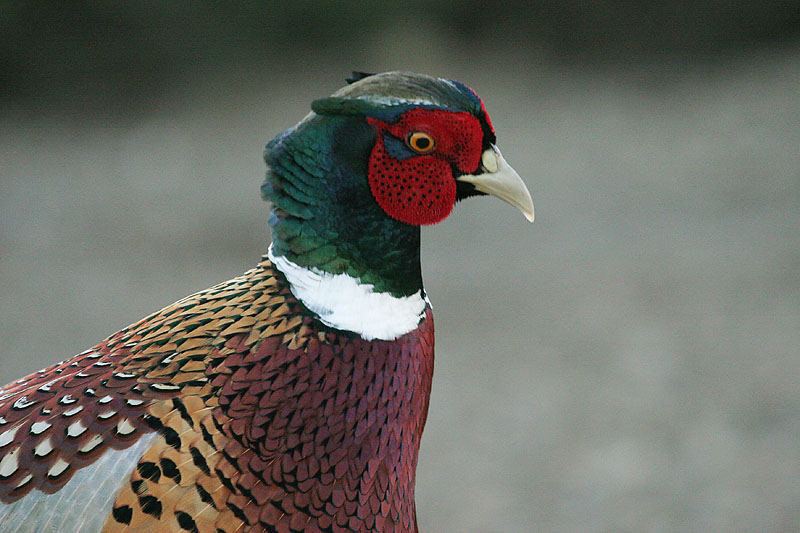 Ring-necked Pheasant, male