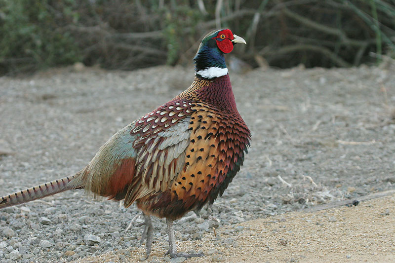Ring-necked Pheasant, male