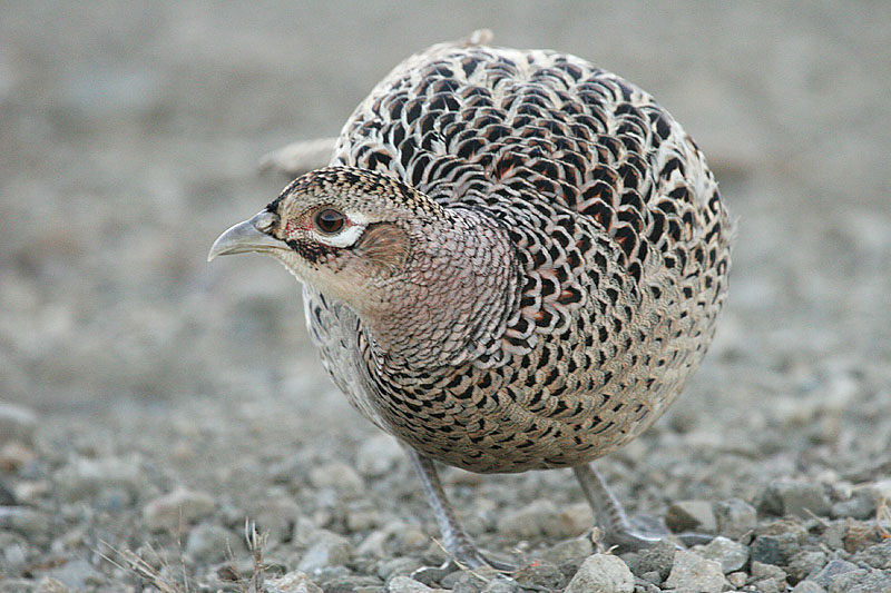 Ring-necked Pheasant, female