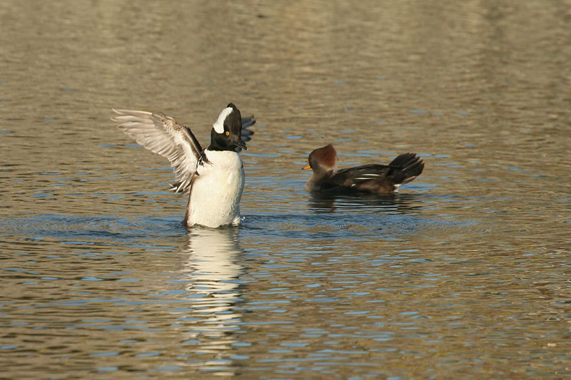 Hooded Mergansers