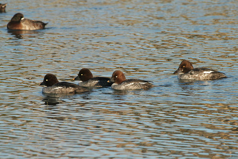 Common Goldeneyes