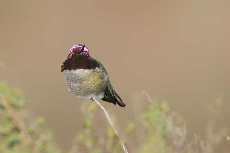 Annas Hummingbird