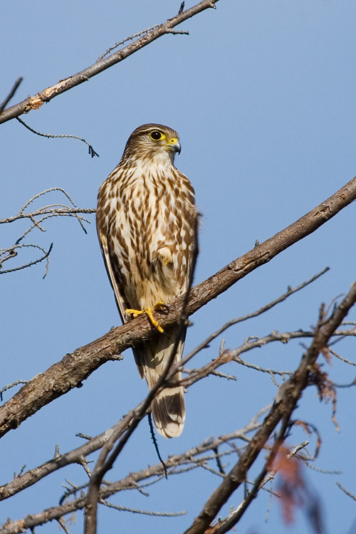 Merlin