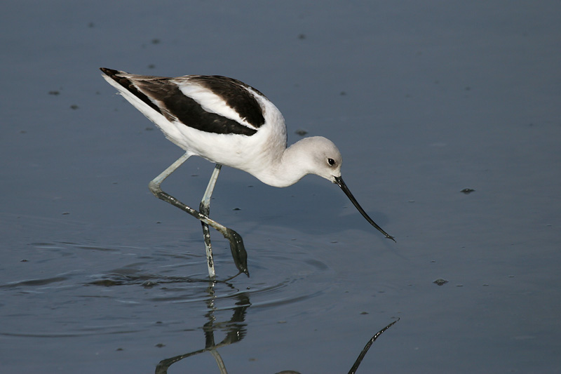 American Avocet