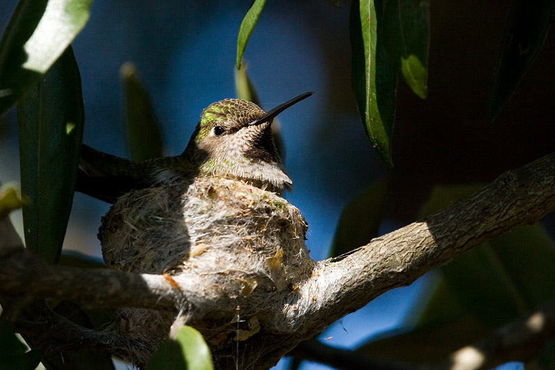 Annas Hummingbird, female in nest