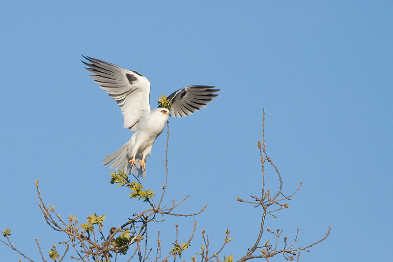 White-tailed Kite