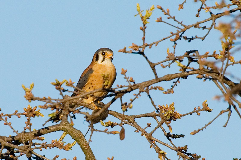 American Kestrel with vole