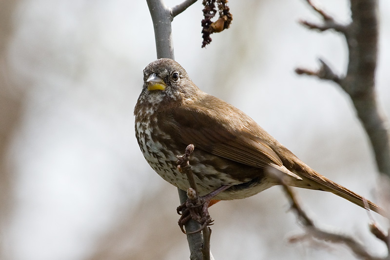 Fox Sparrow