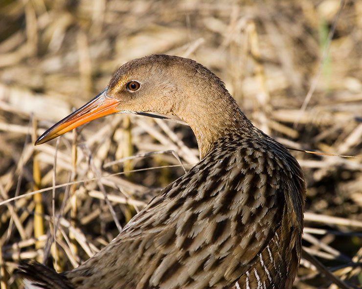 Clapper Rail