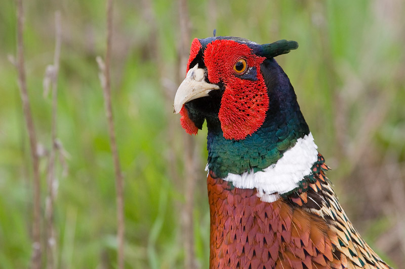 Ring-necked Pheasant