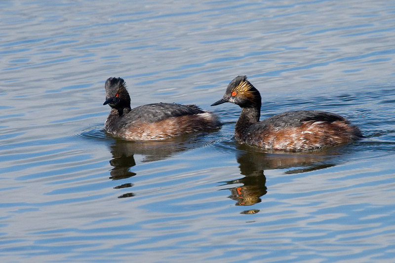 Eared Grebes, breeding plumage