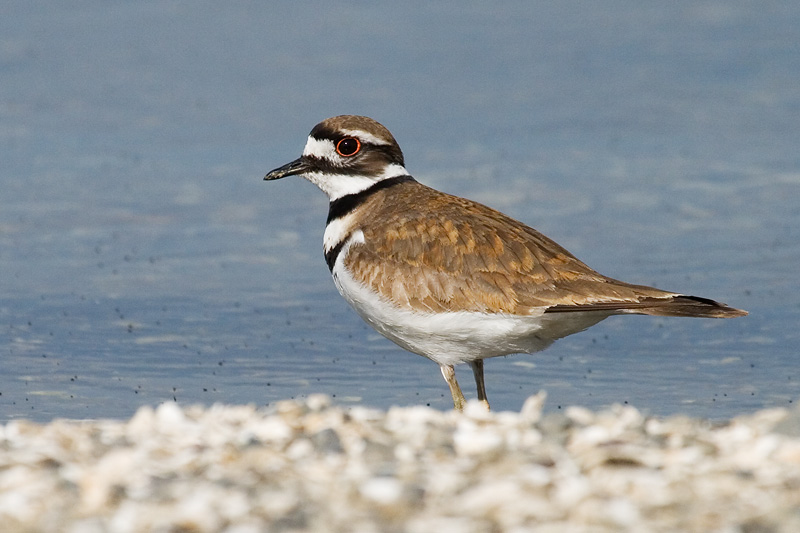 Killdeer