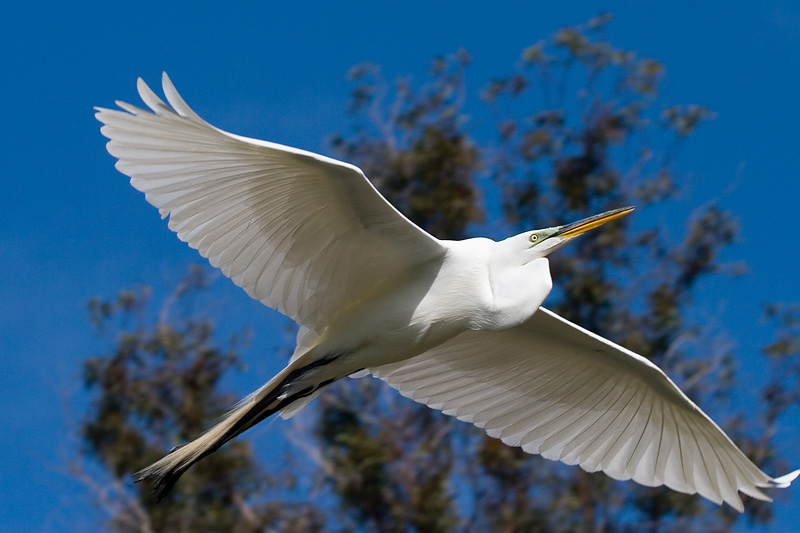 Great Egret