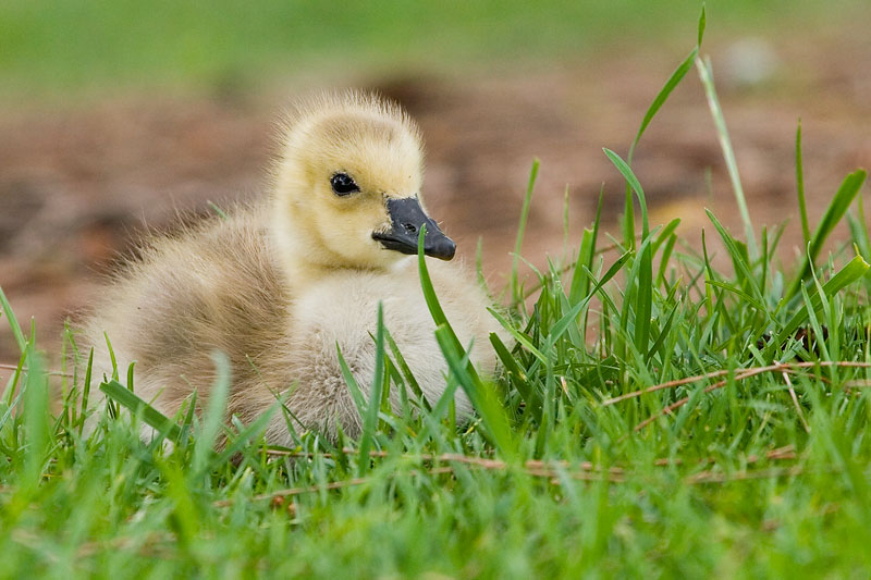 Canada Goose gosling