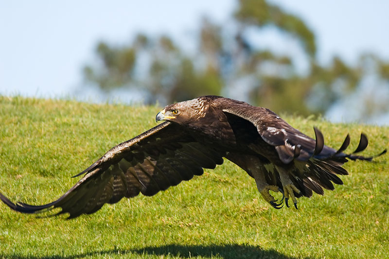 Golden Eagle