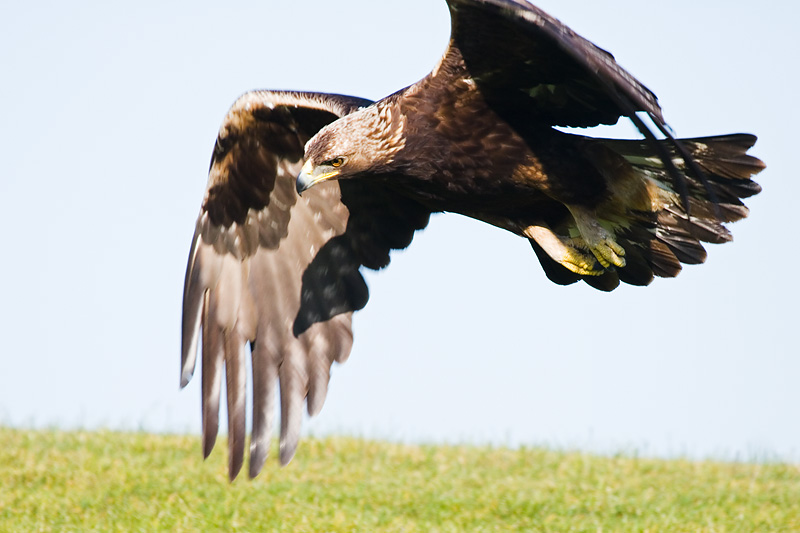 Golden Eagle