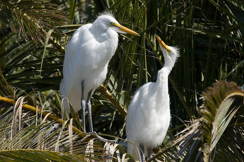 Great Egret chicks