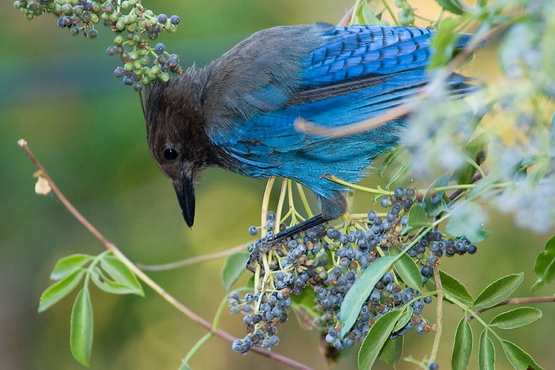 Stellers Jay