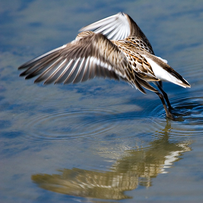 Least Sandpiper taking off