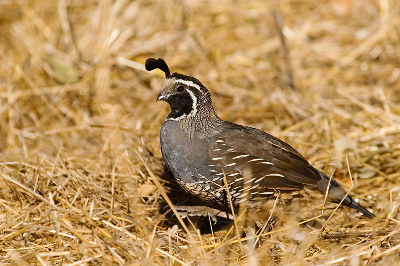 California Quail