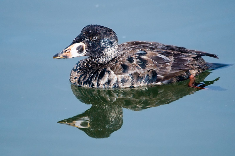 Surf Scoter