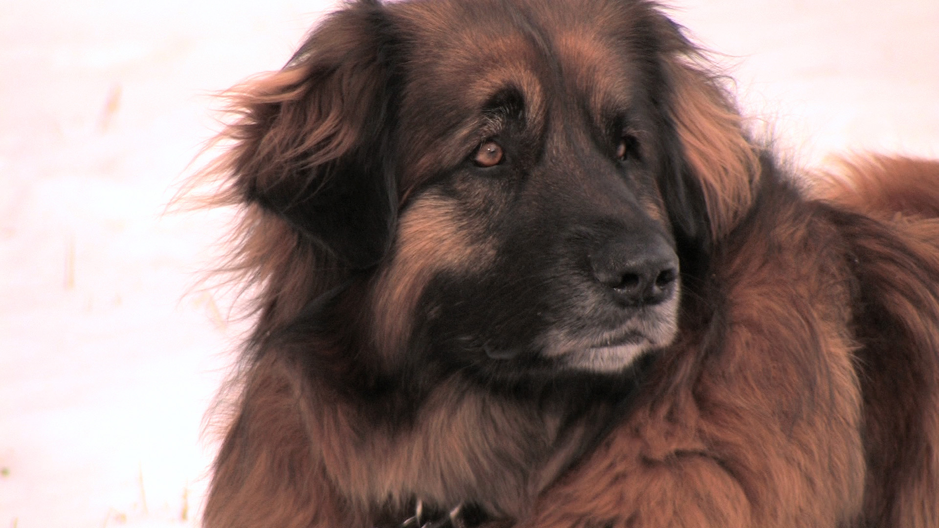 Leonberger.jpg