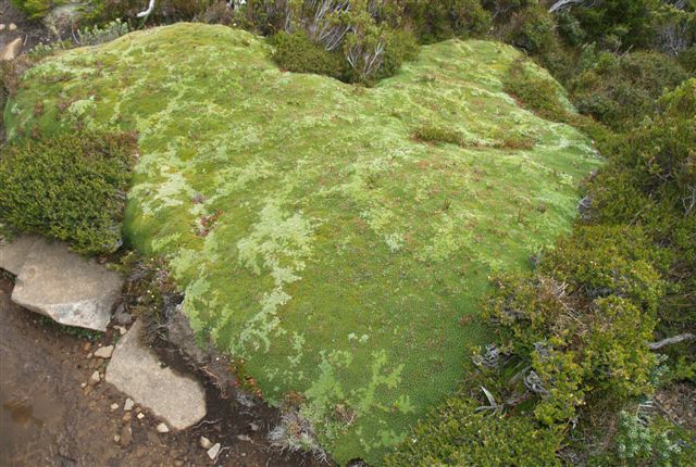 Moss