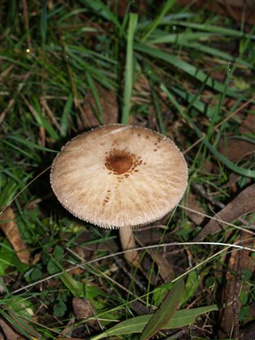 Fungus