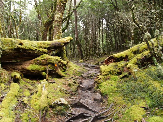 The Forrests of the Overland Track