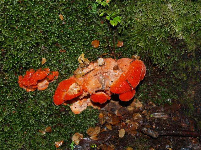 Fungi