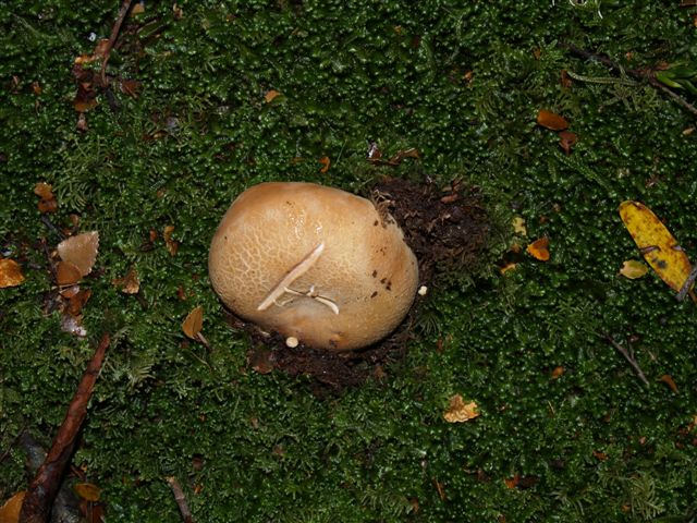 Fungi