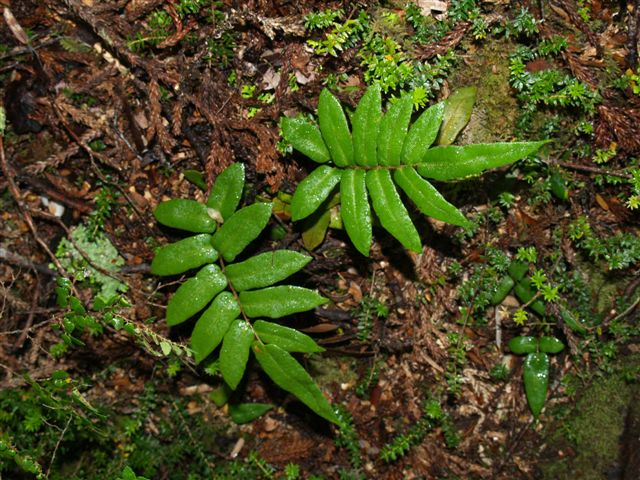 Ferns