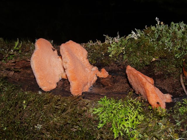 Fungi