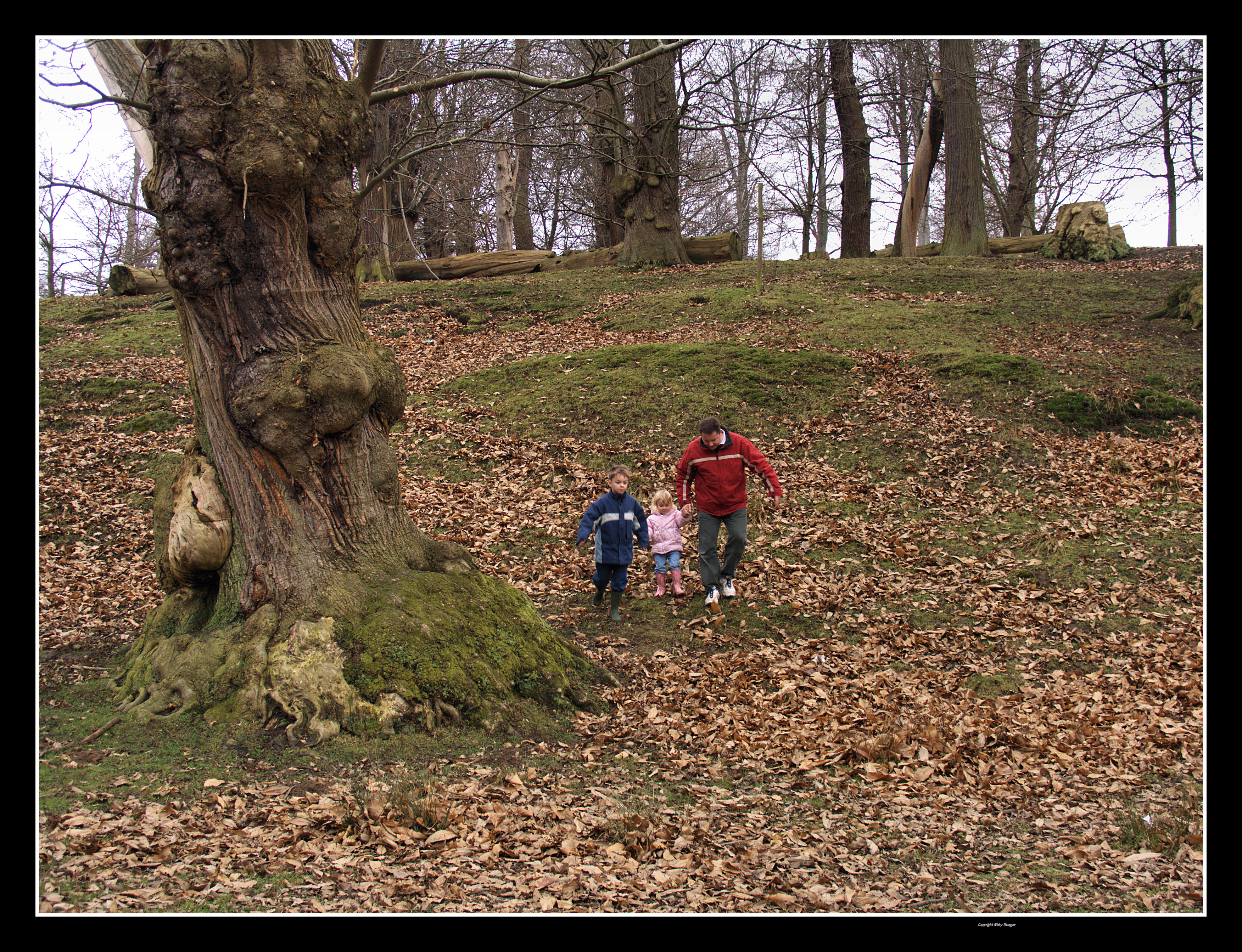 Knole Park