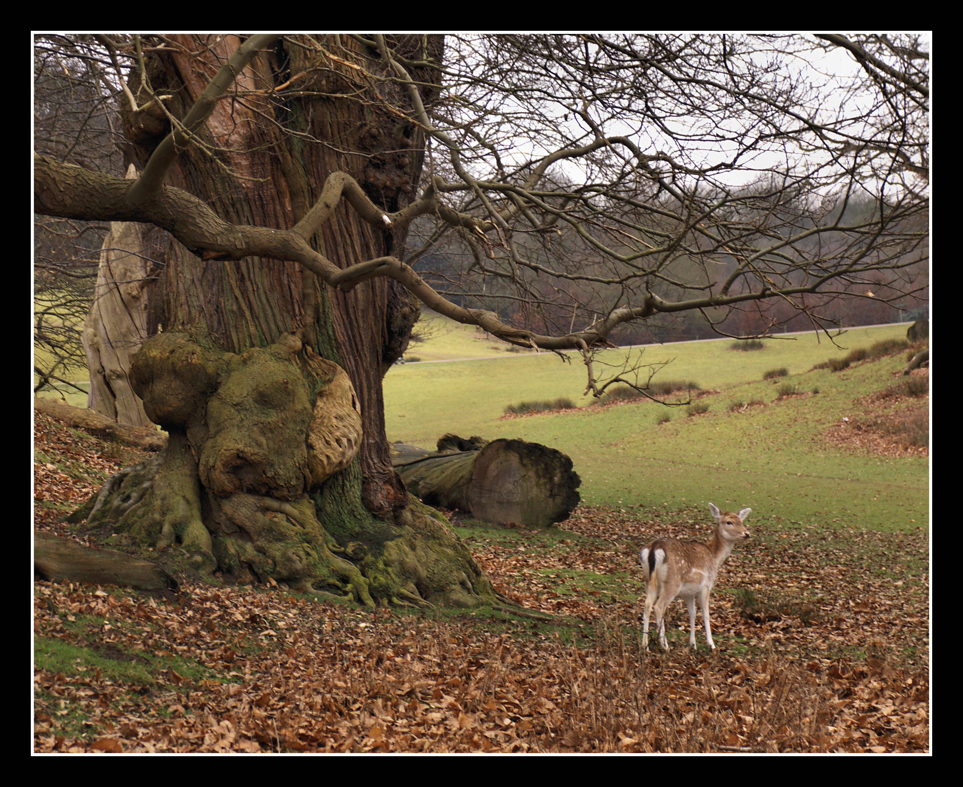 Knole Park