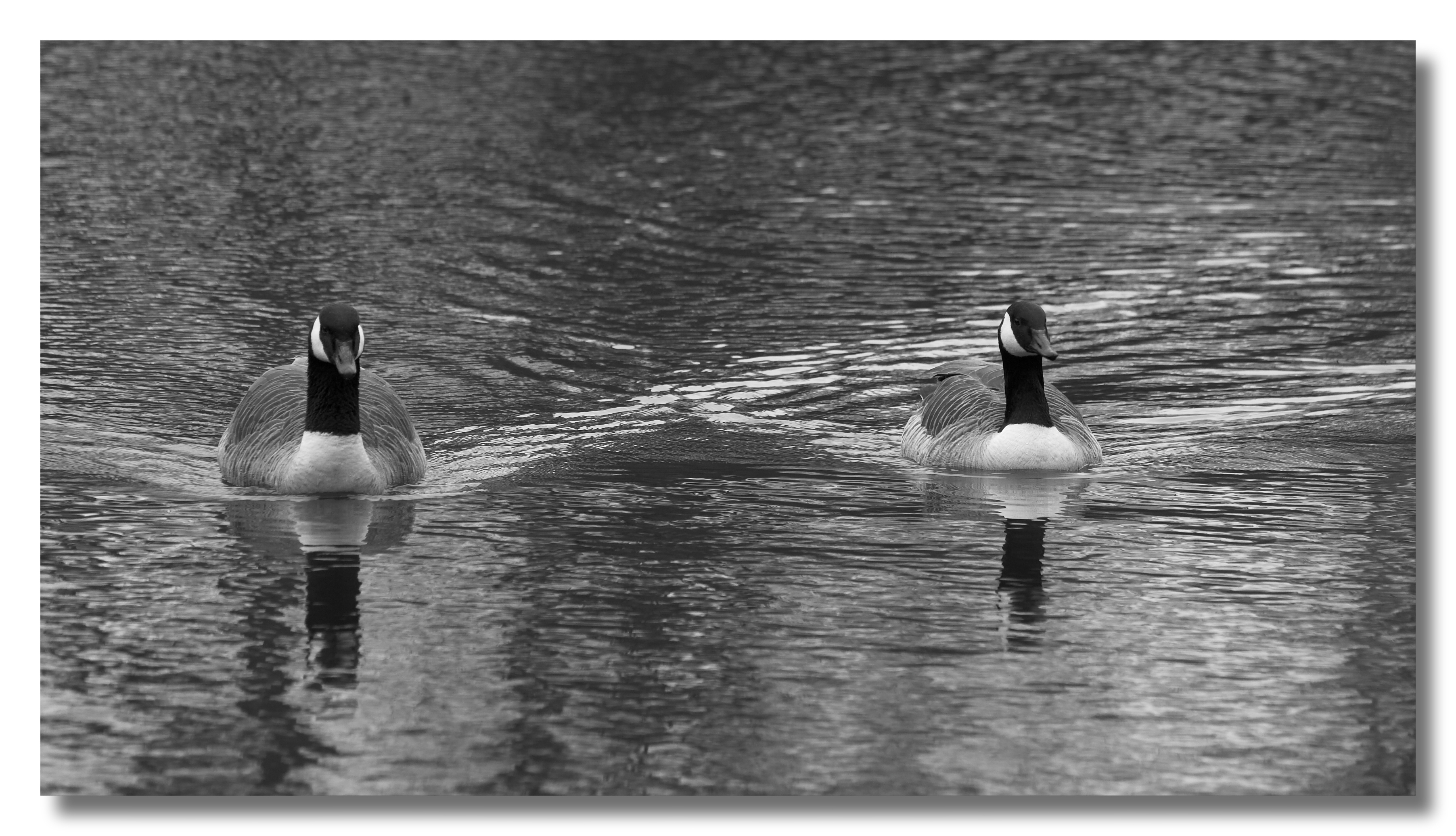 Geese