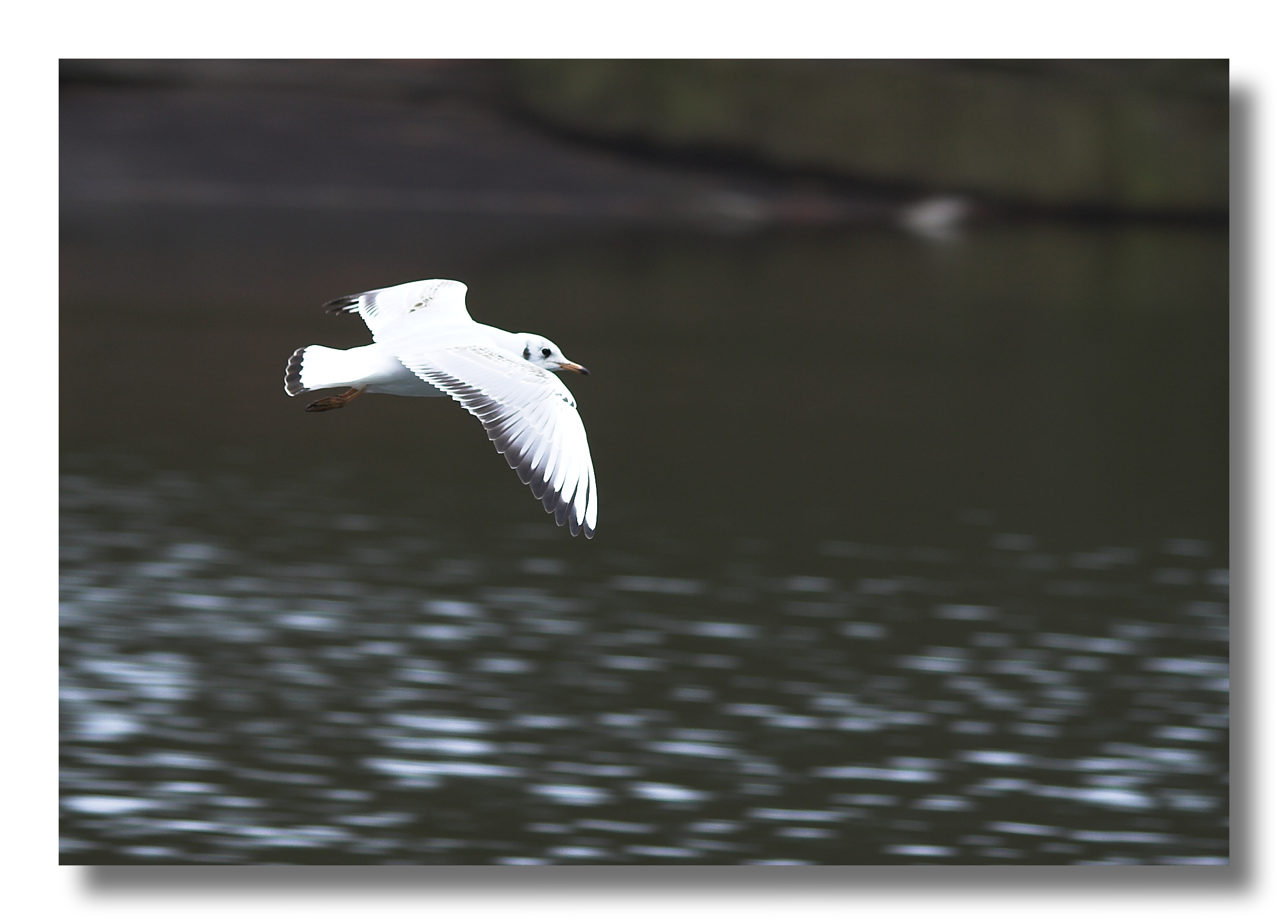 Panning
