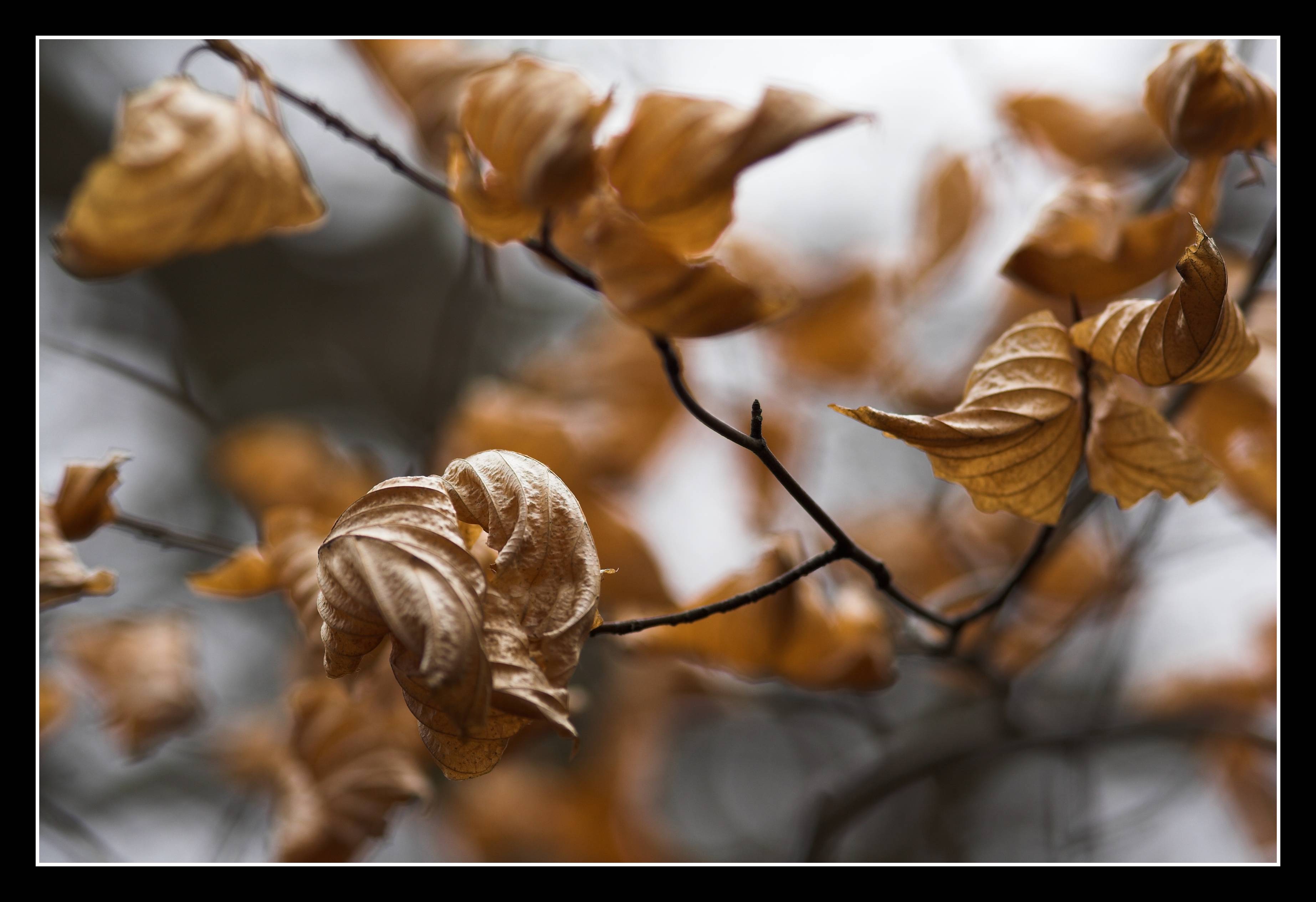 26 March - Beech leaves