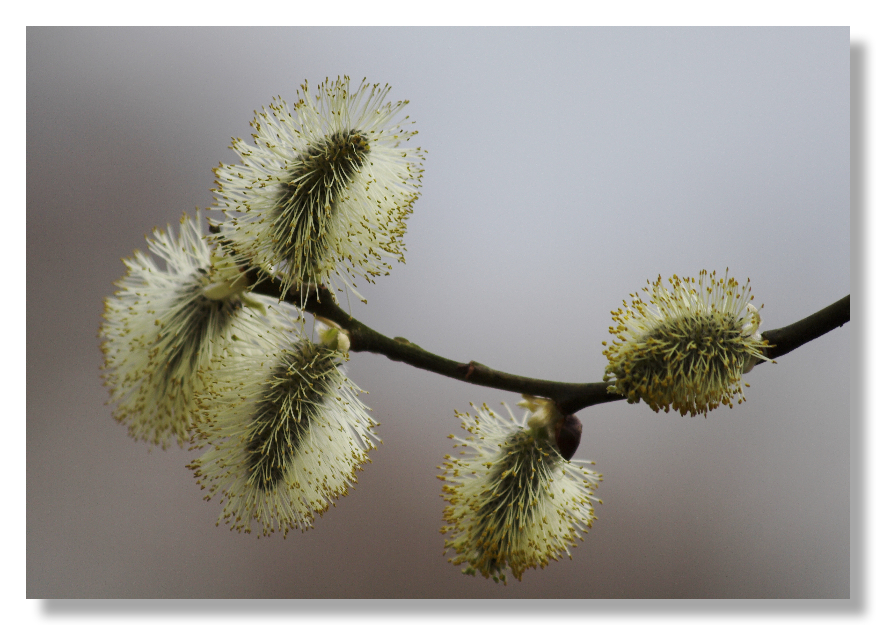 pussy willow