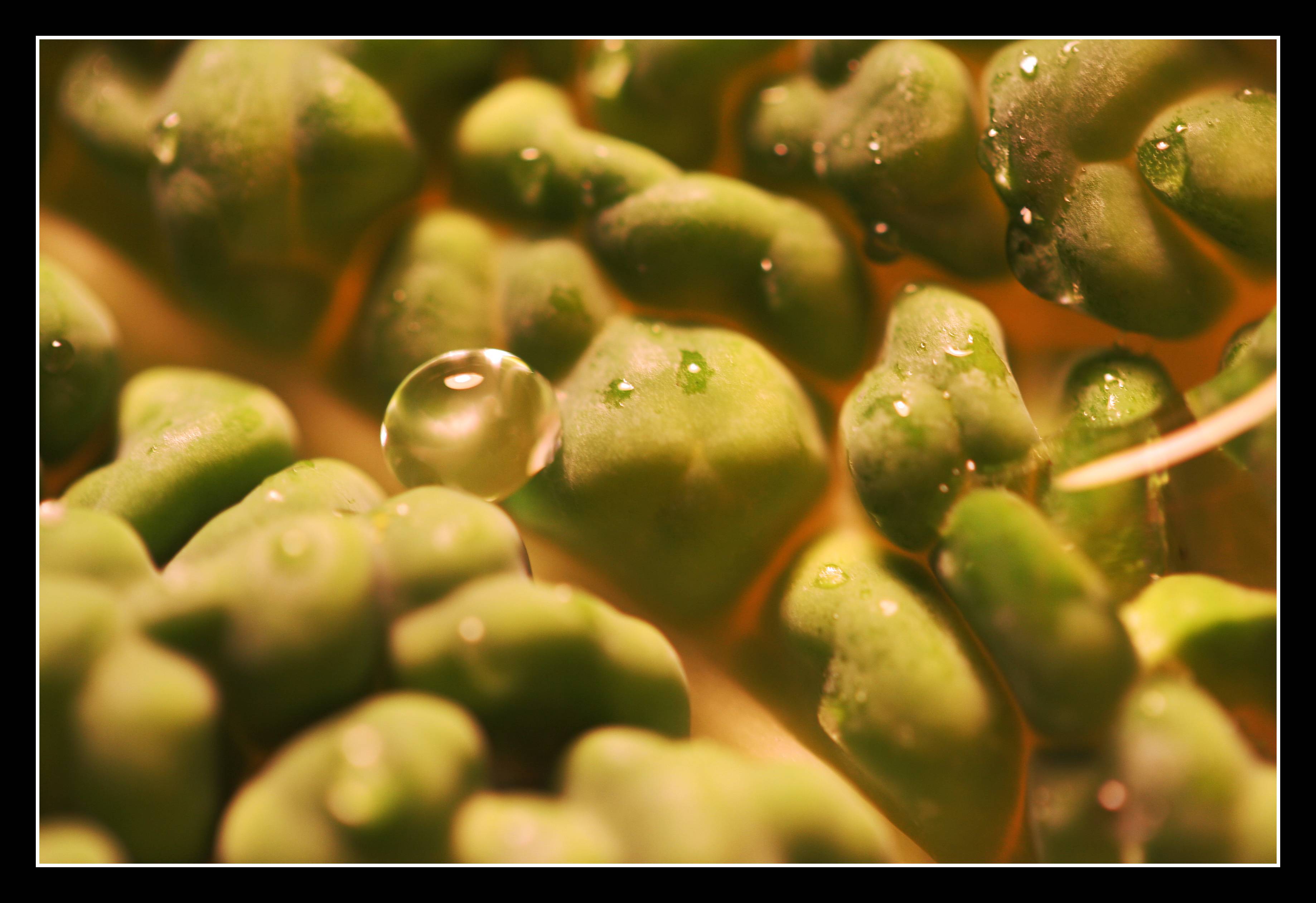 Cabbage leaf